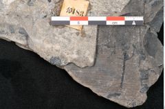 Foto (Detailansicht) von Alethopteris whitbyensis (NHMW-GEO-2024-0188-10483)